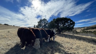 Cows on summer pasture