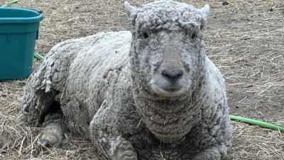 Rose our elderly sheep who has since passed 