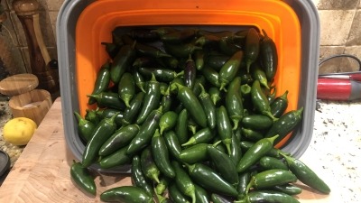 End of season jalapeño harvest in 2020.