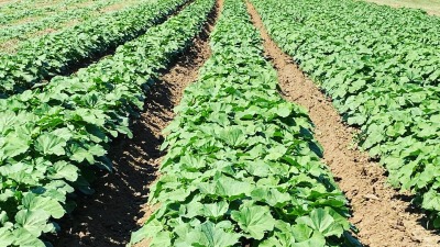 Okra for seed. 