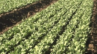 Don't panic, it's organic. 