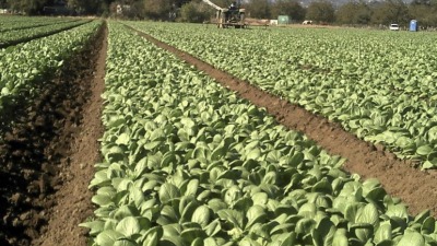 Bok Choi