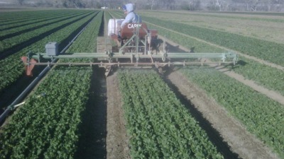 Organic spinach being treated with omri plant extract for fungus control. 