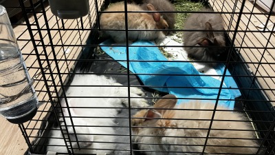 Angora Rabbits 2