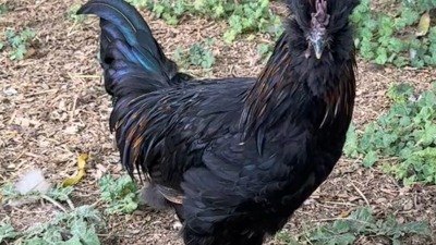 Gorgeous rooster Comet ; we have many birds 