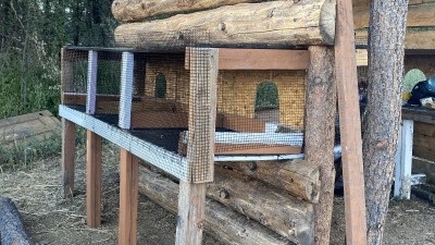 outside preview of animal shed. Rabbits have access to outside sunshine and inside to keep warm and cool in heat 24/7.
