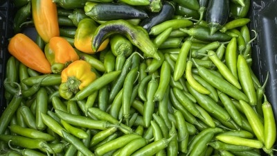 Peppers! Serano, sweet lunch box & Jalapeños  
