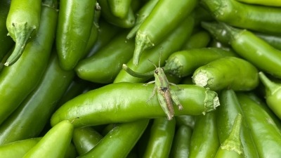 Serano Peppers and a Grasshopper.