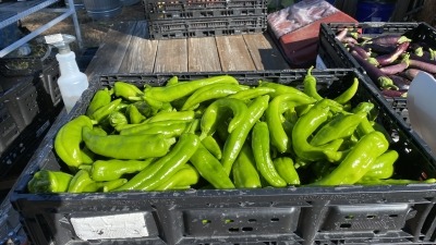 I weigh out every pound to calculate how much food is produced by each foot.