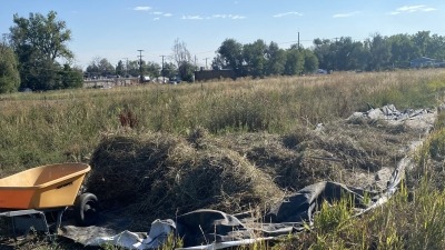 Hand harvesting grass/weeds on areas of my current lease 2.5 acres for the goats and rabbits during fall/winter.