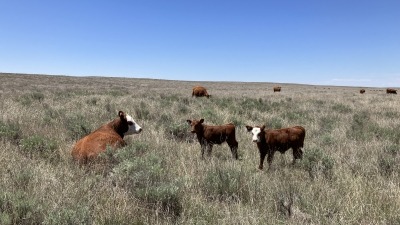 On the Collins Ranch in Kit Carson, CO