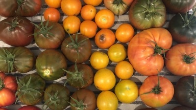 Small portion of 2022 heirloom tomato harvest.
