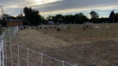 Experience moving livestock with electric fencing. 