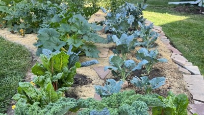 Portion of 2022 main garden bed.