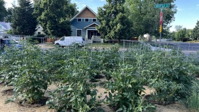 Another of my triumphs in 2024: artichokes.