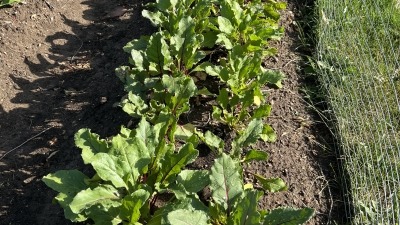 Different angle of 2022 row crop gardening in Hell Strip.