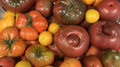 Small portion of 2023 heirloom tomato harvest.