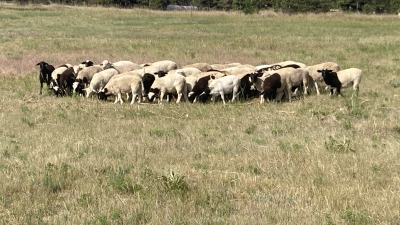 We raise a a mix of dorper and white dorper hair sheep.