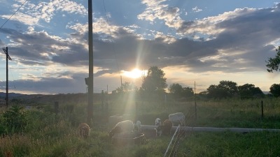 Stripgrazing our sheep.