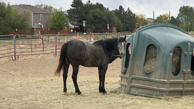 We provide free choice hay year round in addition to the pasture 