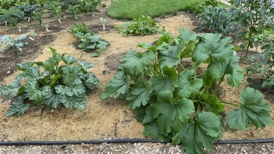 Another of my triumphs in 2024: artichokes.