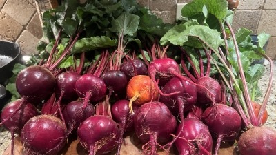 Small portion of 2024 beet harvest