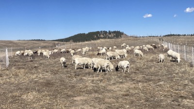 Our sheep on a later winter pasture using our portable electric fencing to move them around.