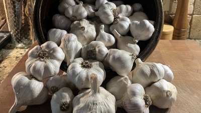 2024 garlic harvest.