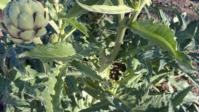 Another of my triumphs in 2024: artichokes.