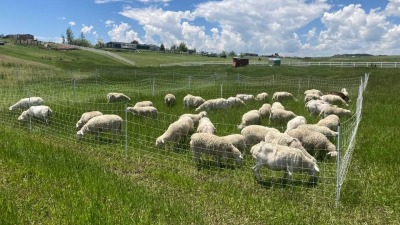 Our sheep grazing  on a pasture with our portable fencing