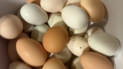 Farm fresh eggs daily 