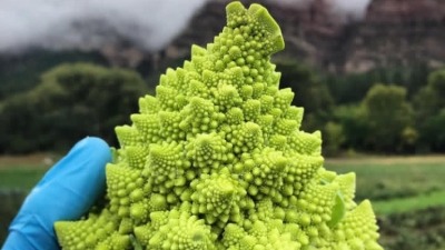 Romanesco 