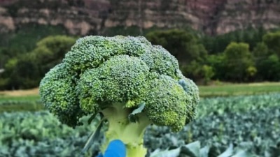 Freshly cut broccoli crown