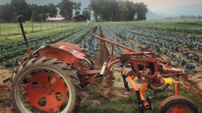 1951 Allis Chalmers G tractor I purchased and picked up from a tobacco farm in Kentucky. Cultivating acres of Broccoli, cauliflower and cabbage I grew for local markets 