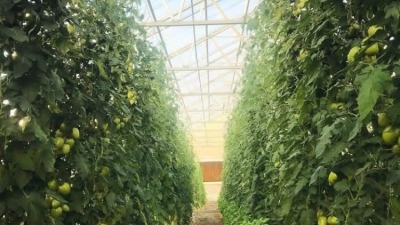 Greenhouse roma tomatoes grown from seed and trellised on single leader. harvested 300/lbs a wk 