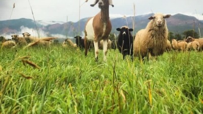 Rotational grazing of 300+ head of Navajo Churro sheep and cattle