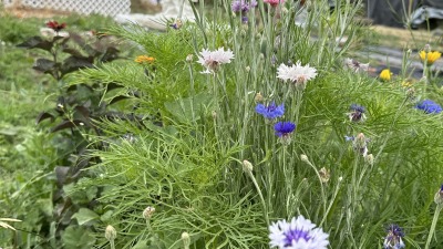 Wildflowers grown by throwing out seed 