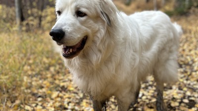 Nanouk, the Great Pyrenese, helping me clean up a friend's cabin paths and roadways up in Bailey, CO.