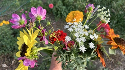 I love to grow wildflowers 