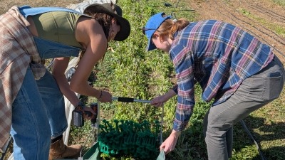 Harvesting greens at Friends Farm