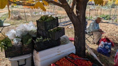 Fall market harvest at Friends Farm
