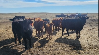 I have eight days experience with cows. Eight is better than seven!