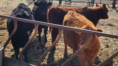 We love learning more and more about cows, goats, and sheep.