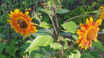 Sunflowers