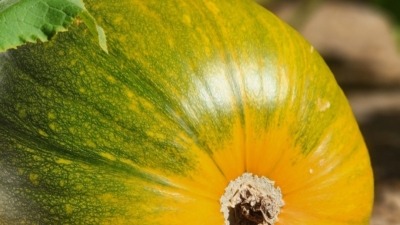 Howden Pumpkin