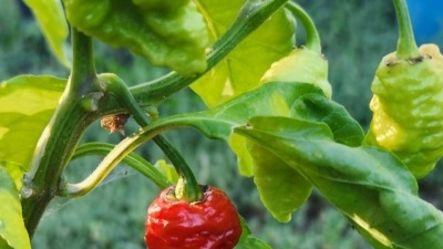 Death Spiral peppers