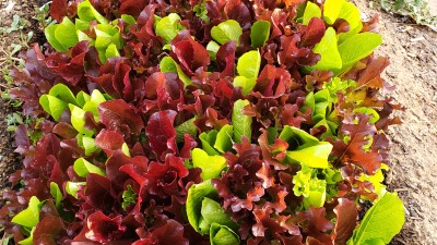 Our lettuce mix
