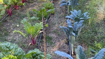 Backyard farm using shaded areas for greens.