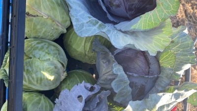 Using cabbage moth scare crows eliminates cabbage moth damage - better than organic, no herbicides or pesticides needed once nature is understood through observation & knowledge shared!