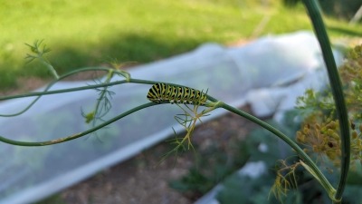 Support the ecosystem with least invasive practices that allow natives biota to thrive